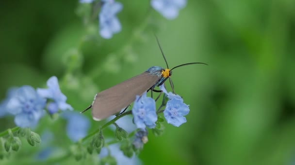 Tir Ralenti Papillon Nuit Obtenant Nectar — Video