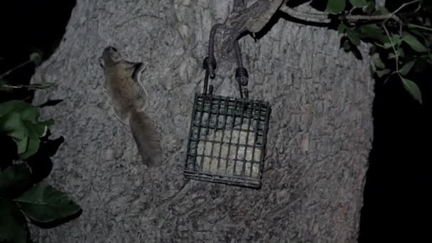 Ιπτάμενος Σκίουρος Επισκέπτεται Έναν Τροφοδότη Νύχτα — Αρχείο Βίντεο