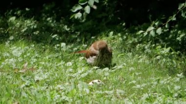 Ardıç kuşu çimlerde serin bir yer bulur..
