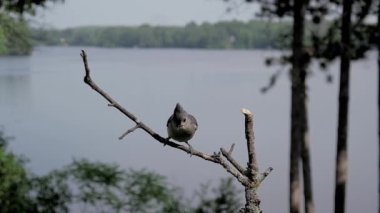 Tüylü meme faresi (Baeolophus bicolor) arka planda göl olan bir dala yavaş çekimde iniyor.