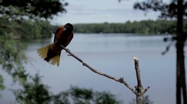 Oriole erkeği yavaş çekimde gölün kenarından sağa dala konar ve soldan çıkar..