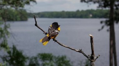 Baltimore Oriole erkeği yavaş çekimde iniyor ve tüneğinden atlıyor..