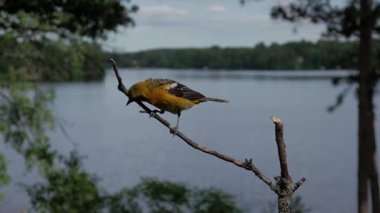 Oriole dişisi ağır çekimde iniyor.