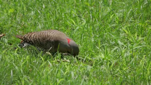 Northern Flicker sonde vigoureusement la pelouse pour détecter les insectes .