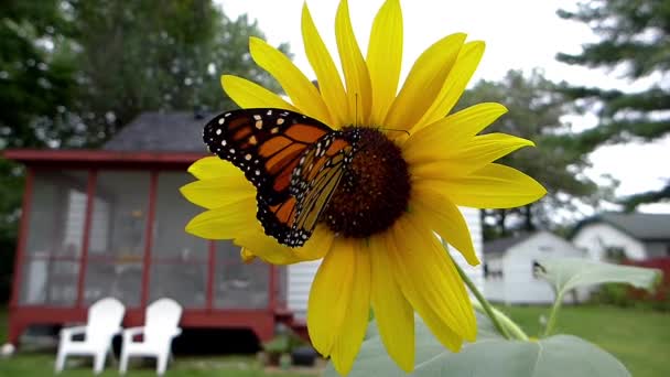 Monarca Recibiendo Néctar Girasol — Vídeos de Stock