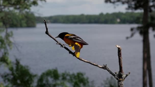 Oriole Vogel Hop Naar Beneden Van Tak Slow Motion — Stockvideo