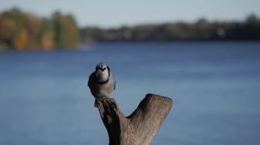 Blue Jay 'in yavaş çekim sahnesi. Bir kütüğü göle indiriyor..