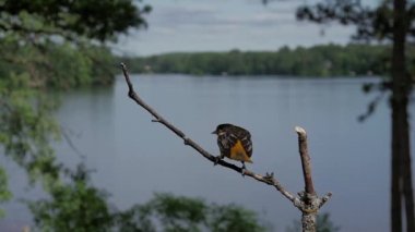 Kuş yere iner, kakasını yapar, sonra da göl kenarındaki tüneğe gagasını temizler..
