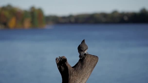 Büschelmeise Baeolophus Bicolor Landet Sommer Zeitlupe Auf Seebarsch — Stockvideo