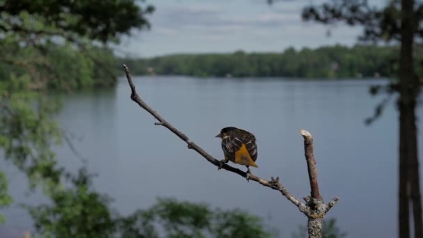鳥の土地 ポップ そして湖畔のパーチでくちばしをきれいにする — ストック動画