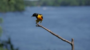 Baltimore oriole kuşu bir göl kenarındaki dala konar ve uçar..