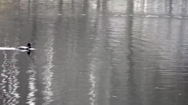 普通的气球在水面上游泳 留下尾迹 从左到右进入船架 — 图库视频影像