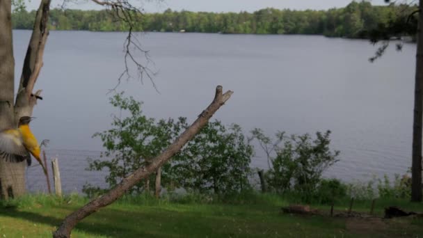 Oriole Mâles Débarque Sur Branche Près Lac Les Mouches Loin — Video