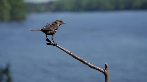 赤翼の黒鳥の雌 Agelaius Pheniceus が湖の上に上陸し 飛び去る — ストック動画