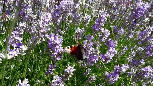 欧洲孔雀蝴蝶从花朵中获得花蜜 — 图库视频影像