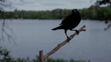 Ağır çekimde Grackle göl kenarındaki tüneğe iner ve etrafına bakar..