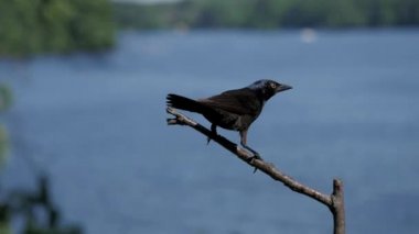 Karatavuk gölün kenarındaki bir daldan havalanıyor..