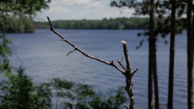 Grackle uzaktan dramatik bir yavaş çekim inişi yapıyor.