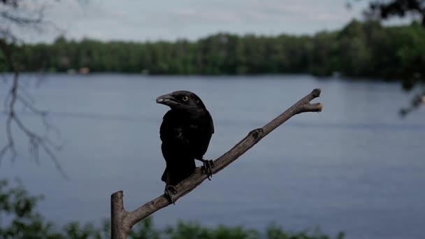 Common Grackle Slow Motion Lands Lake Perch Food Its Beak — Stock Video