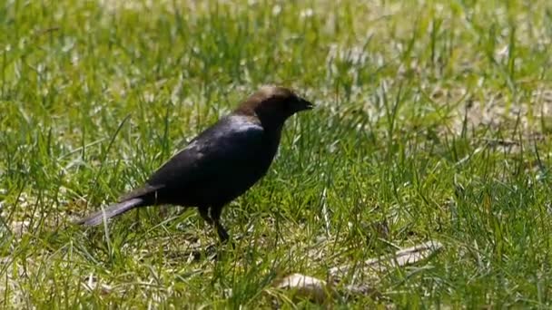 Cowbird Cabeza Marrón Picoteando Patio — Vídeo de stock