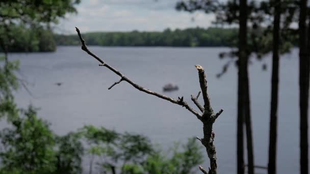 느릿느릿 동작으로 수있는 소리는 호수의 횃대로 극적으로 날아간다 — 비디오