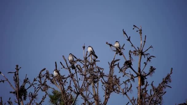 東Kingbirdグループは 夏の間に松の木に高い位置しています — ストック動画