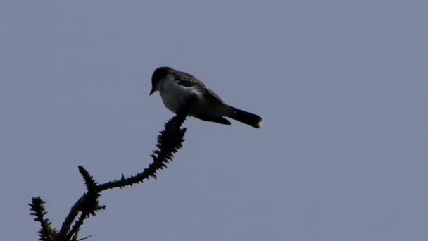 Doğu Kingbird Yazın Bir Çam Ağacının Tepesinde Oturur — Stok video