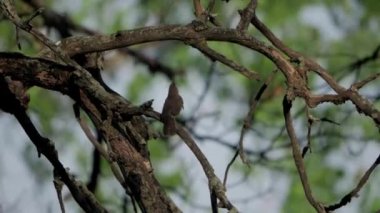 Wren şarkısıyla bir dişiyi cezbediyor.