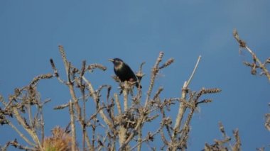 Starling yazın bir çam ağacının tepesinde oturur..