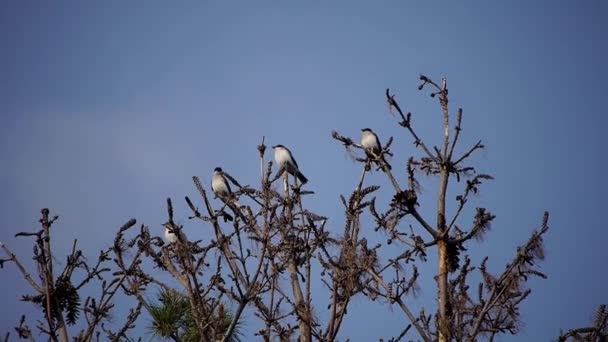 东方的金雀花栖息在松树顶上 — 图库视频影像