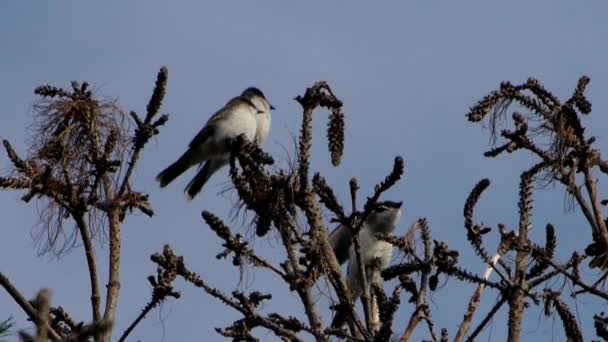 Eastern Kingbirds Sentar Alto Árvore Olhando Para Pôr Sol — Vídeo de Stock