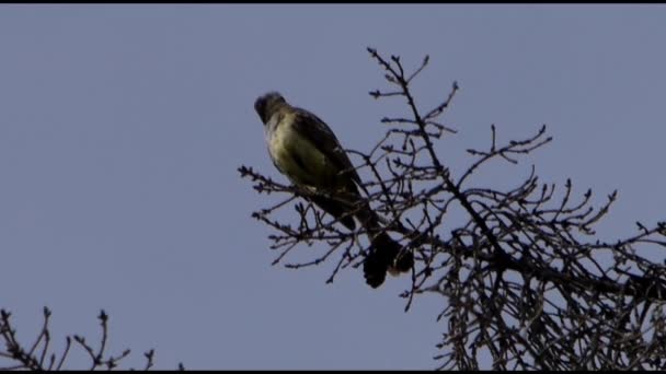 Great Crested Flycather Sitting High Pine Tree Summer — Stock Video