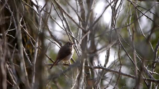 Hermit Thrush Sitting Branches — Stock Video