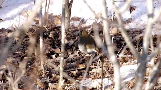 Kastning För Insekter Skogen — Stockvideo