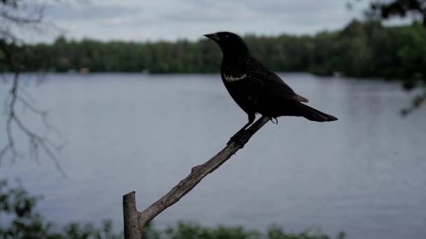 湖のそばのスローモーションの土地で赤い翼の黒い鳥は その後 ホップダウン — ストック動画