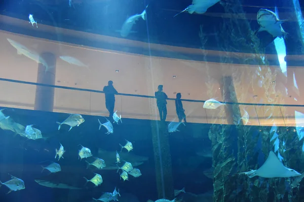 Aquarium Silhouettes People Background Big Aquarium — Stock Photo, Image