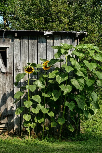 Sonnenblumen und Nebengebäude — Stockfoto