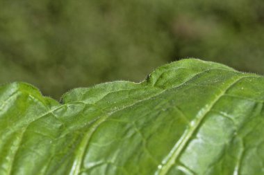 Tütün yaprağı kenar