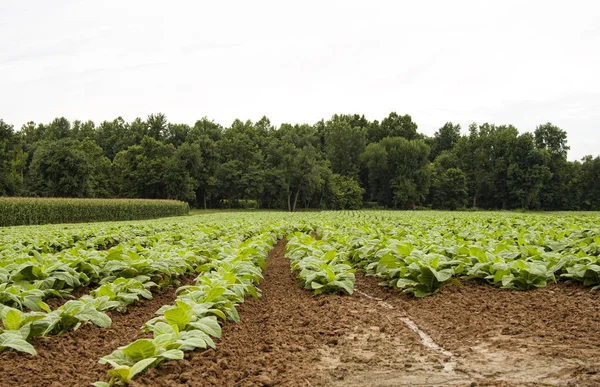 Tabak rijen horizontaal Stockfoto