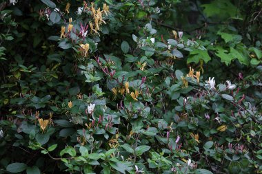 Yabani Hanımeli üzüm ve çiçek