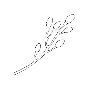 Söğüt dalı sanat çizgisi. Mutlu Paskalya sembolünün el yapımı mahsulü. Beyaz üzerine izole edilmiş vektör mürekkep çizimi. Dekoratif çiçek buketi tasarım tebrik kartı için sanat bitkisi.