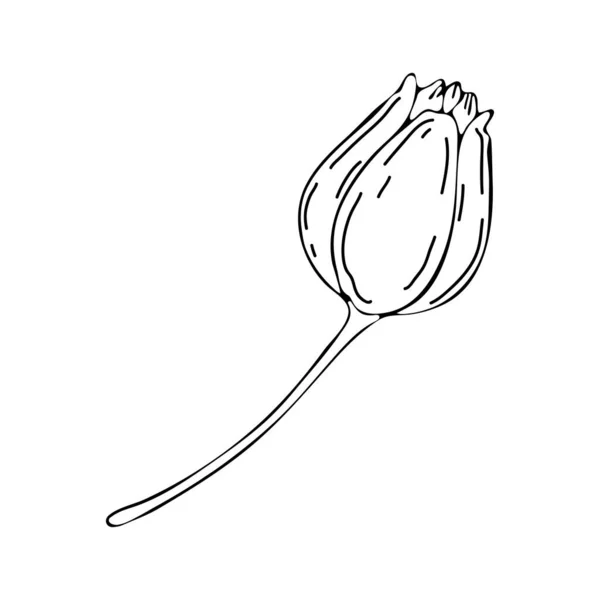 Línea de arte floral. Tulipán en vector aislado sobre fondo blanco. Flores de primavera dibujadas en línea blanca y negra. Icono o símbolo de primavera y flores.Dibujo continuo de la línea. Esquema de Doodle . — Vector de stock