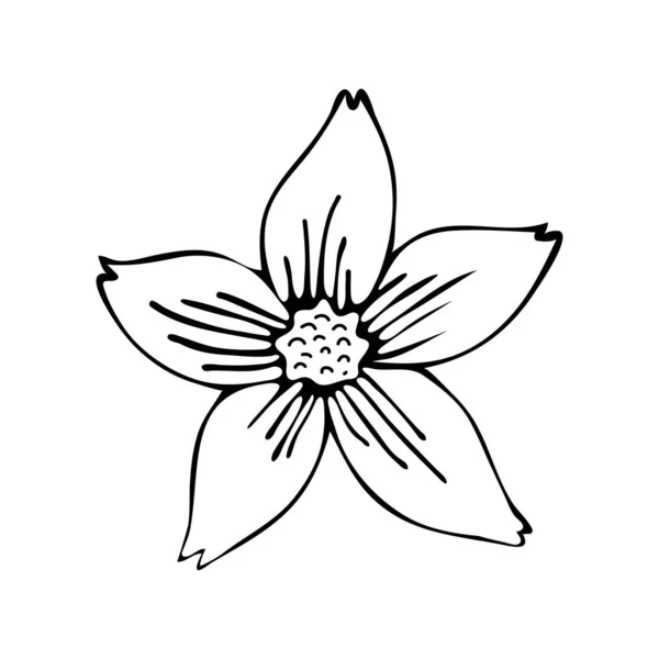 Ligne d'art floral. Sakura ou Apple fleurit dans un vecteur isolé sur fond blanc. Fleurs printanières dessinées en noir et blanc. Icône ou symbole du printemps et des fleurs. . — Image vectorielle