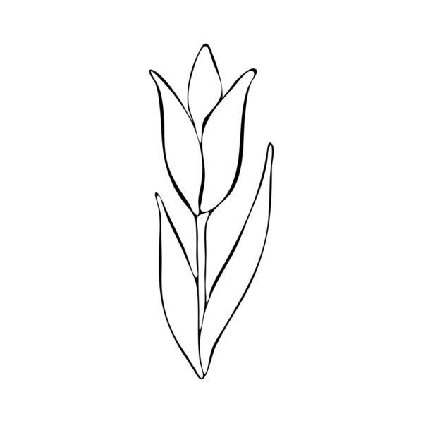 Flower art line. Tulip in vector isolated on white background. Spring flowers drawn in black and white line. Icon or symbol of spring and flowers.Continuous line drawing. Doodle outline.