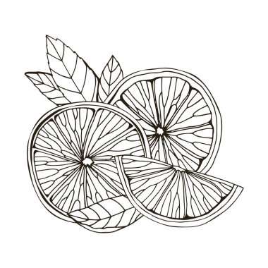 Elle çizilmiş limon, itrus ve limon çizimi. Beyaz arka planda izole edilmiş. Tropik yaz meyvesi. Detaylı narenciye çizimi çay, meyve suyu ve doğal kozmetik için harika. Siyah çizim.