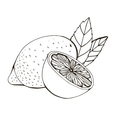 Elle çizilmiş limon, itrus ve limon çizimi. Beyaz arka planda izole edilmiş. Tropik yaz meyvesi. Detaylı narenciye çizimi çay, meyve suyu ve doğal kozmetik için harika. Siyah çizim.