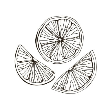 Elle çizilmiş limon, itrus ve limon çizimi. Beyaz arka planda izole edilmiş. Tropik yaz meyvesi. Detaylı narenciye çizimi çay, meyve suyu ve doğal kozmetik için harika. Siyah çizim.