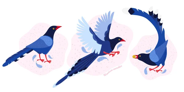 台湾風のカササギ。台湾とアジアのエキゾチックな鳥を設定します。ウロシサ・カエルーレア。可愛い青の漫画の鳥別のポーズや動きでa 。手描きベクトルフラットイラストで北欧風. — ストックベクタ