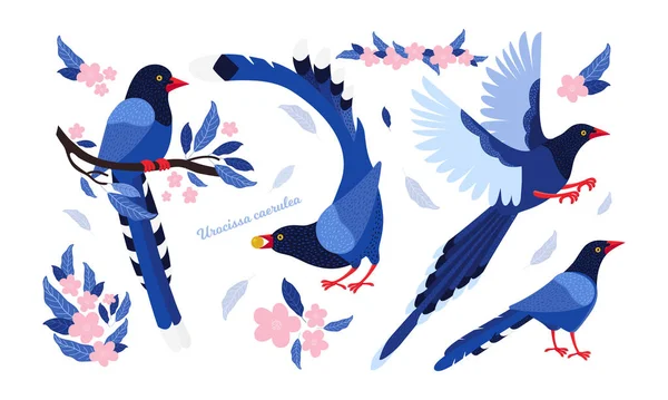 Taiwan azure magpie. Conjunto de aves exóticas de Taiwan e da Ásia. Urocissa caerulea. Pássaro de desenho animado azul bonito um em diferentes poses e movimentos. ilustração plana vetor desenhado à mão em estilo escandinavo . —  Vetores de Stock