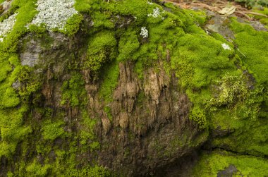 Yosun ve liken taş kaplı